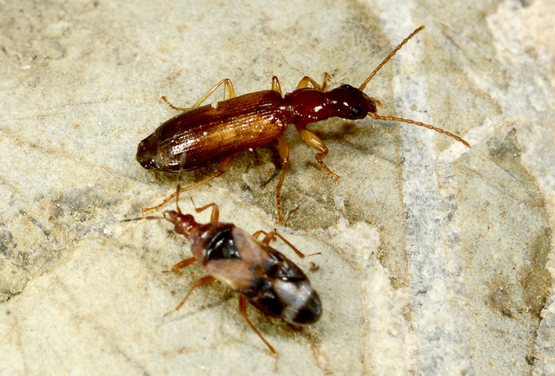 Carabidae: Paradromius linearis